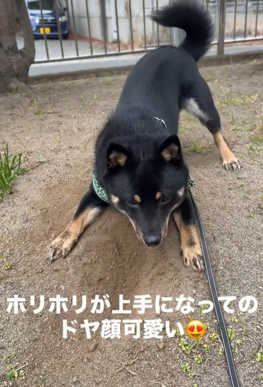 地面を掘るめかぶ君2