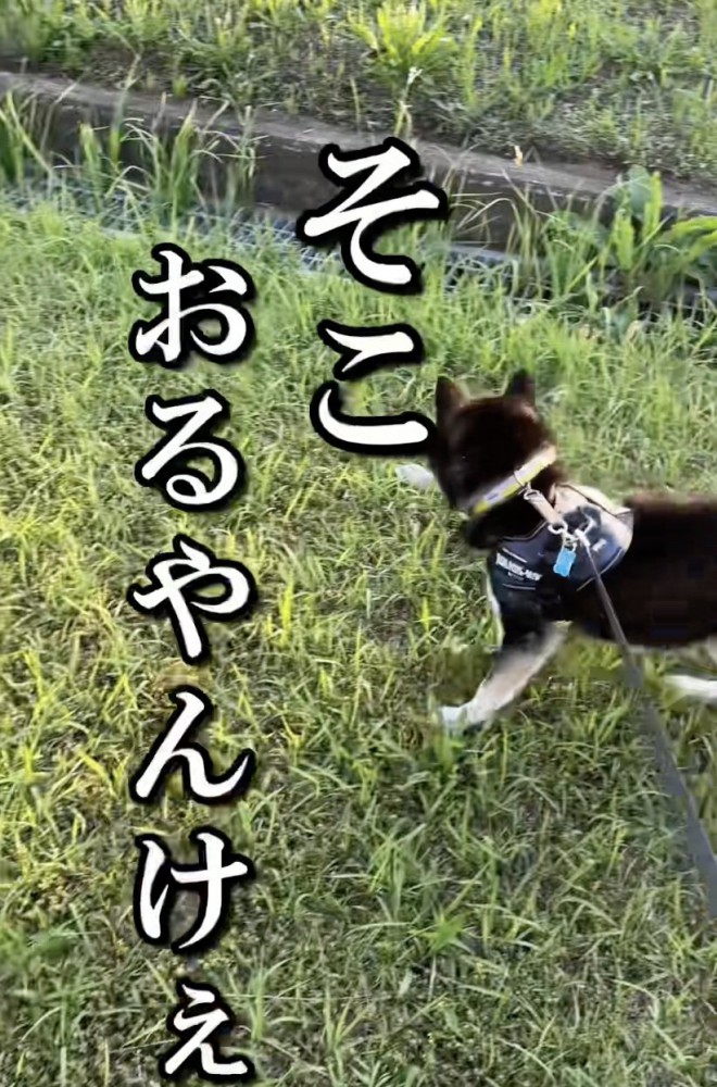 「出てこいやぁぁ」
