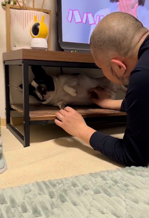 テレビ台の中に隠れる小型犬