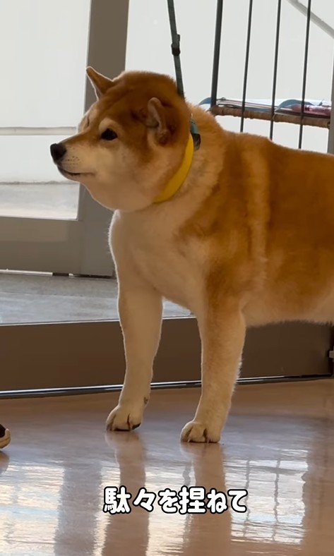 動物病院に来た3匹の柴犬