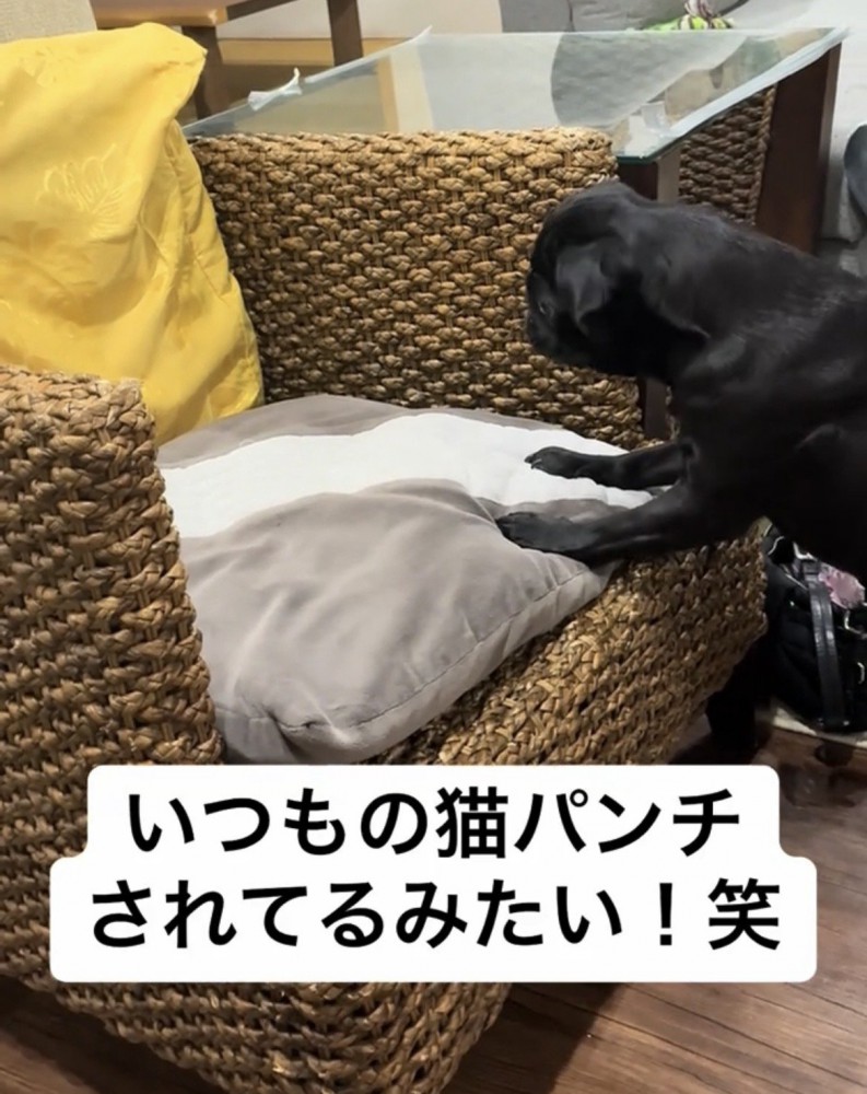 クッションの上に両前脚を添えている犬
