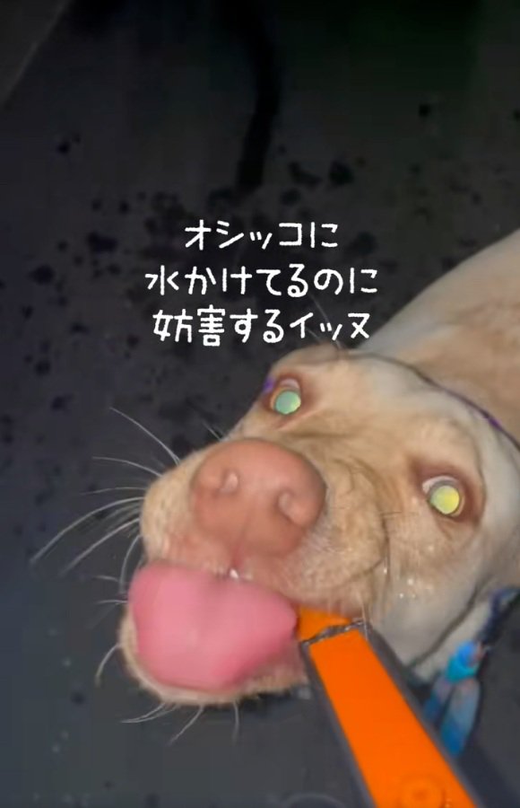 水を飲むひまわりちゃん