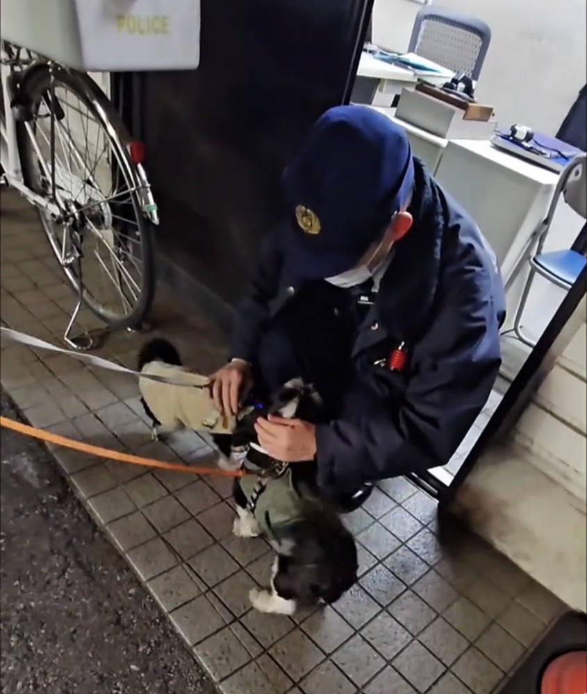 お巡りさんに体を寄せる犬たち