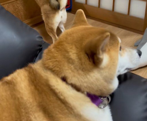 しばお君はマイペースにリラックス中