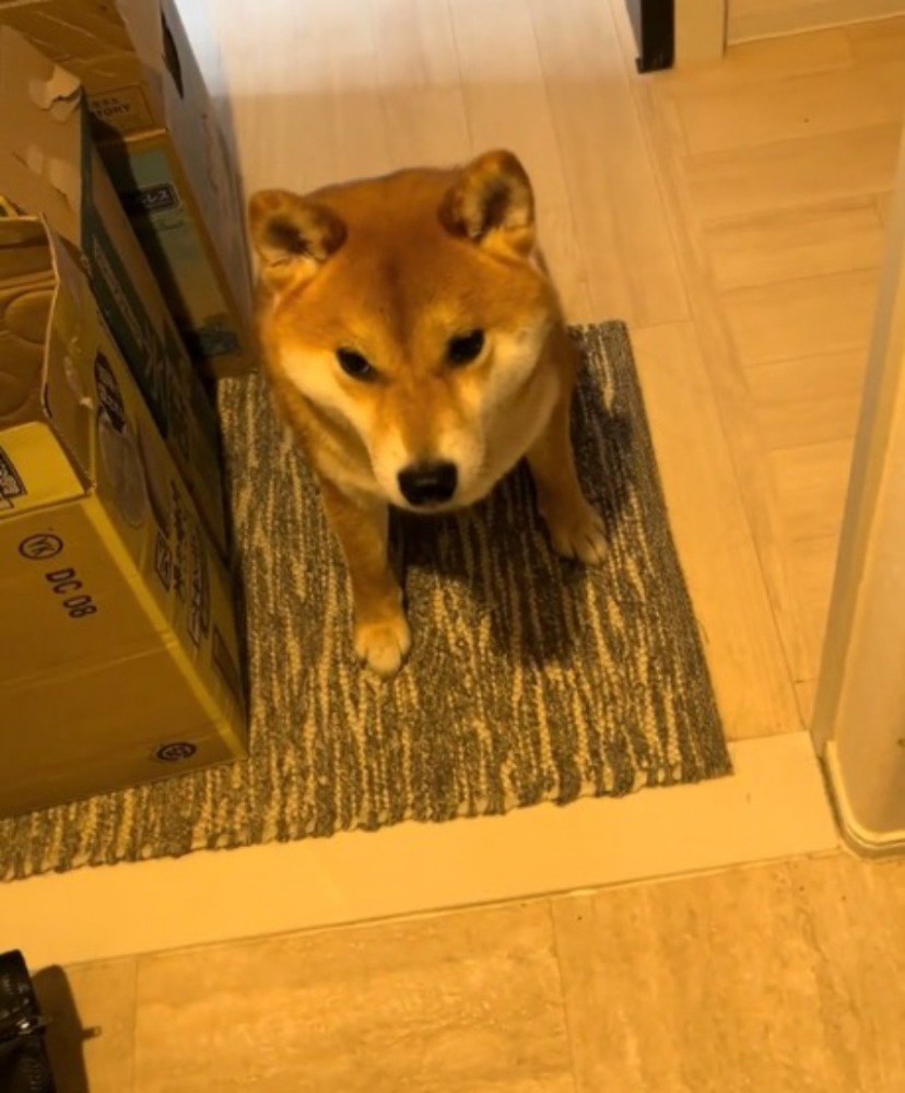 玄関に座る犬
