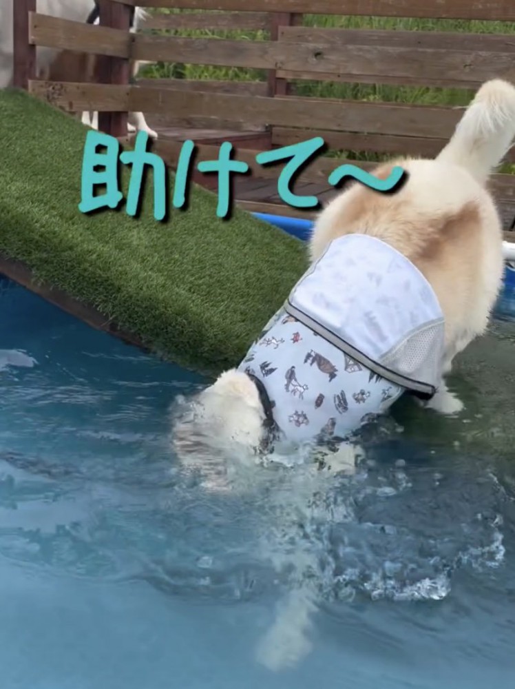 渾身の犬かきを披露