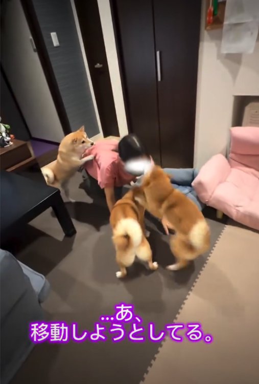女の子の周りに集まる犬1