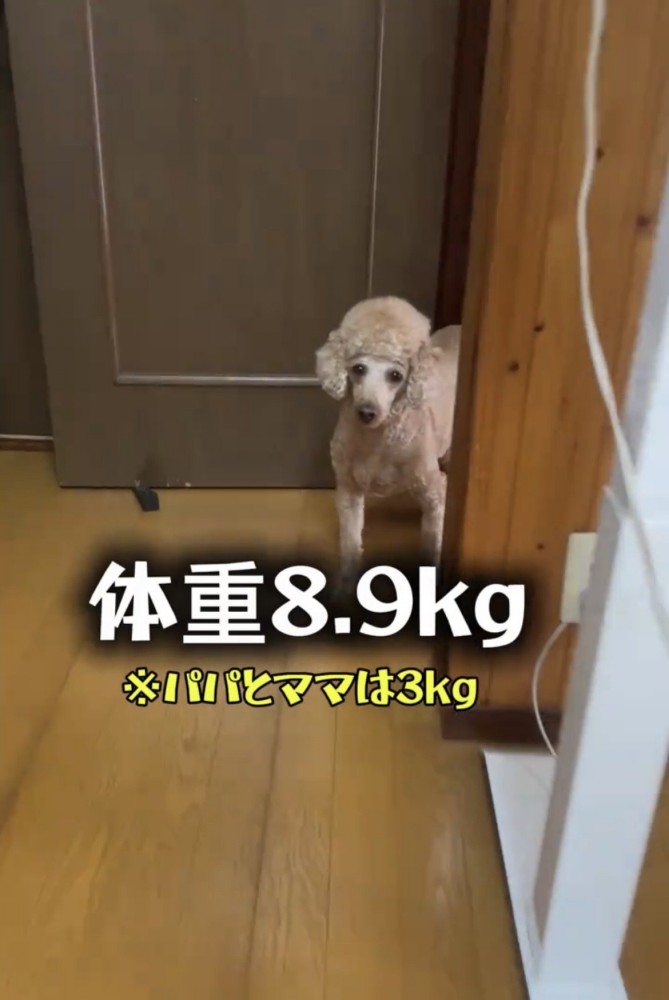 たたずむ犬