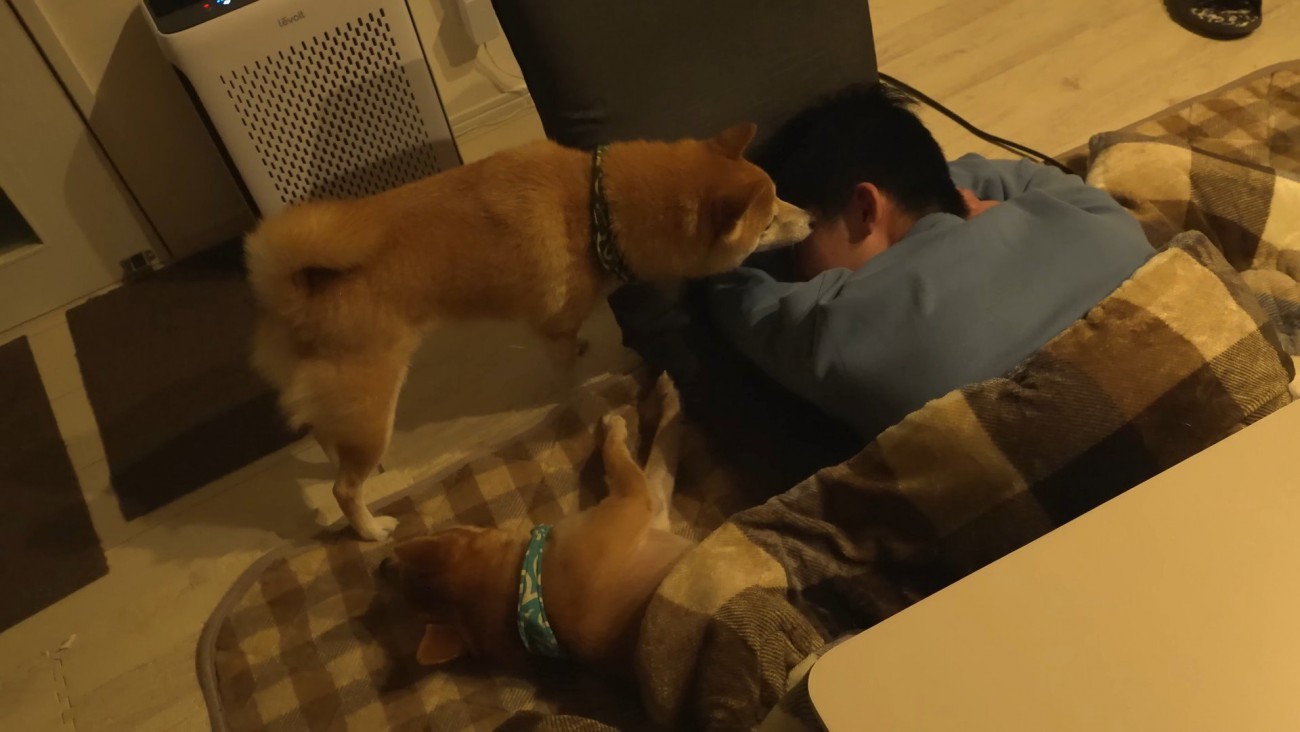 お兄ちゃん帰省時の豆柴4兄妹⑩