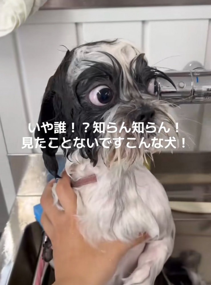 シャンプー後の犬