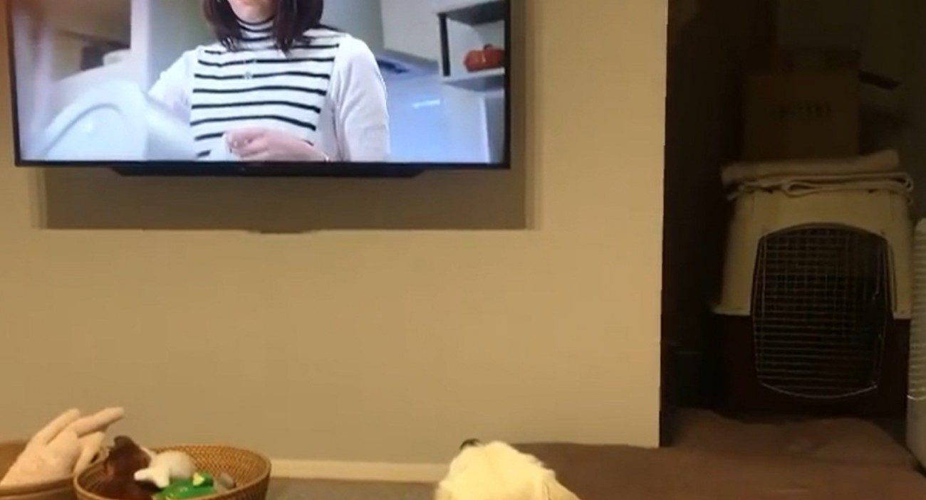 テレビを見るるちるちゃん2