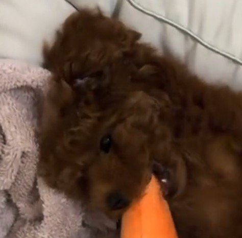 ぬいぐるみを口に咥えている子犬