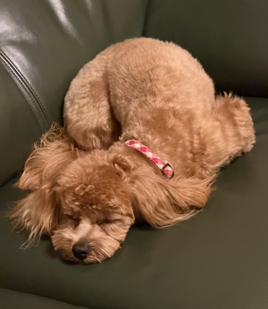 お尻を高く上げて眠る犬