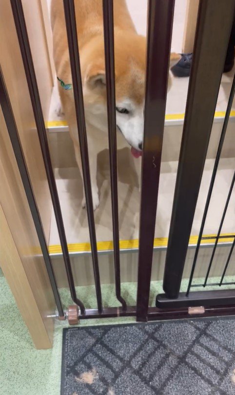 サロンに預けられる豆助座衛門くん9