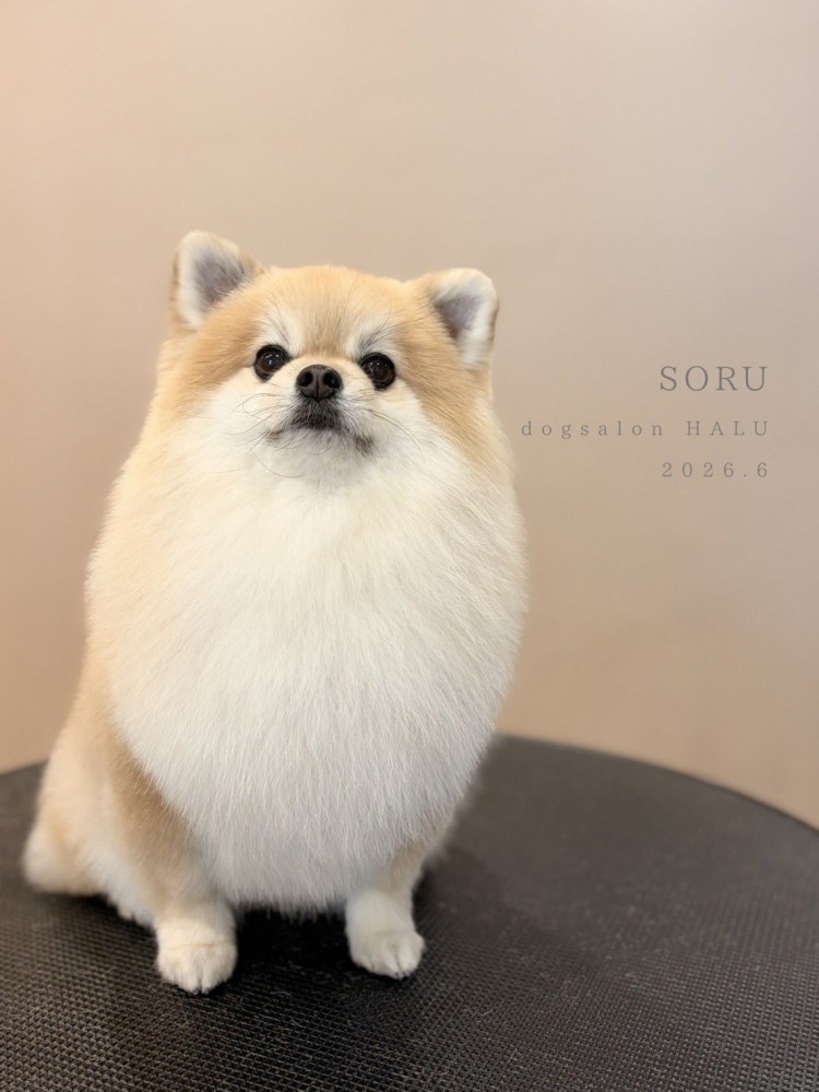 兄犬
