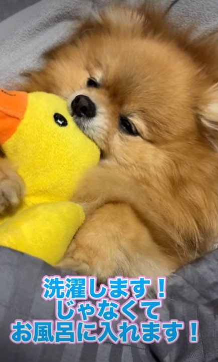 アヒルさんがお気に入り♡