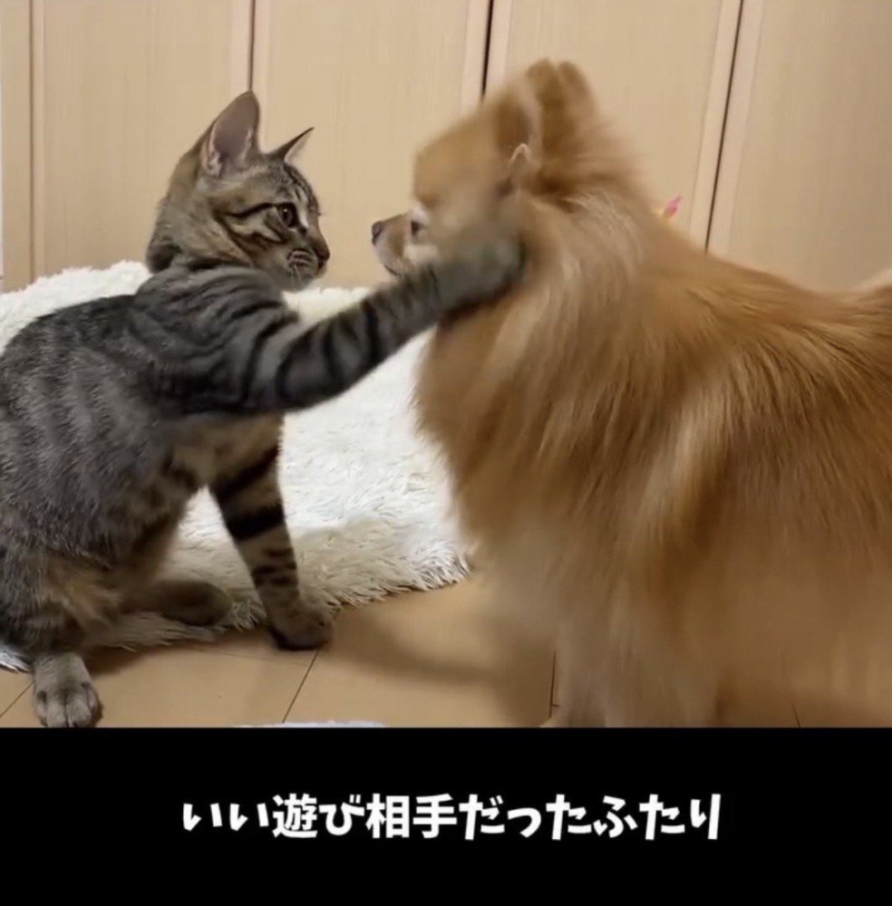 犬の顔に触れる子猫