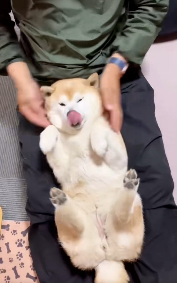 舌を出すここちゃん