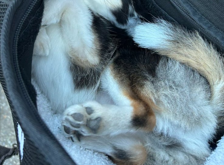 ジャストフィット