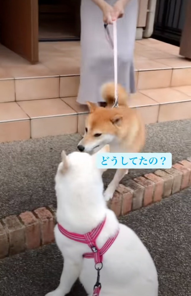 こはるちゃんに近づく犬