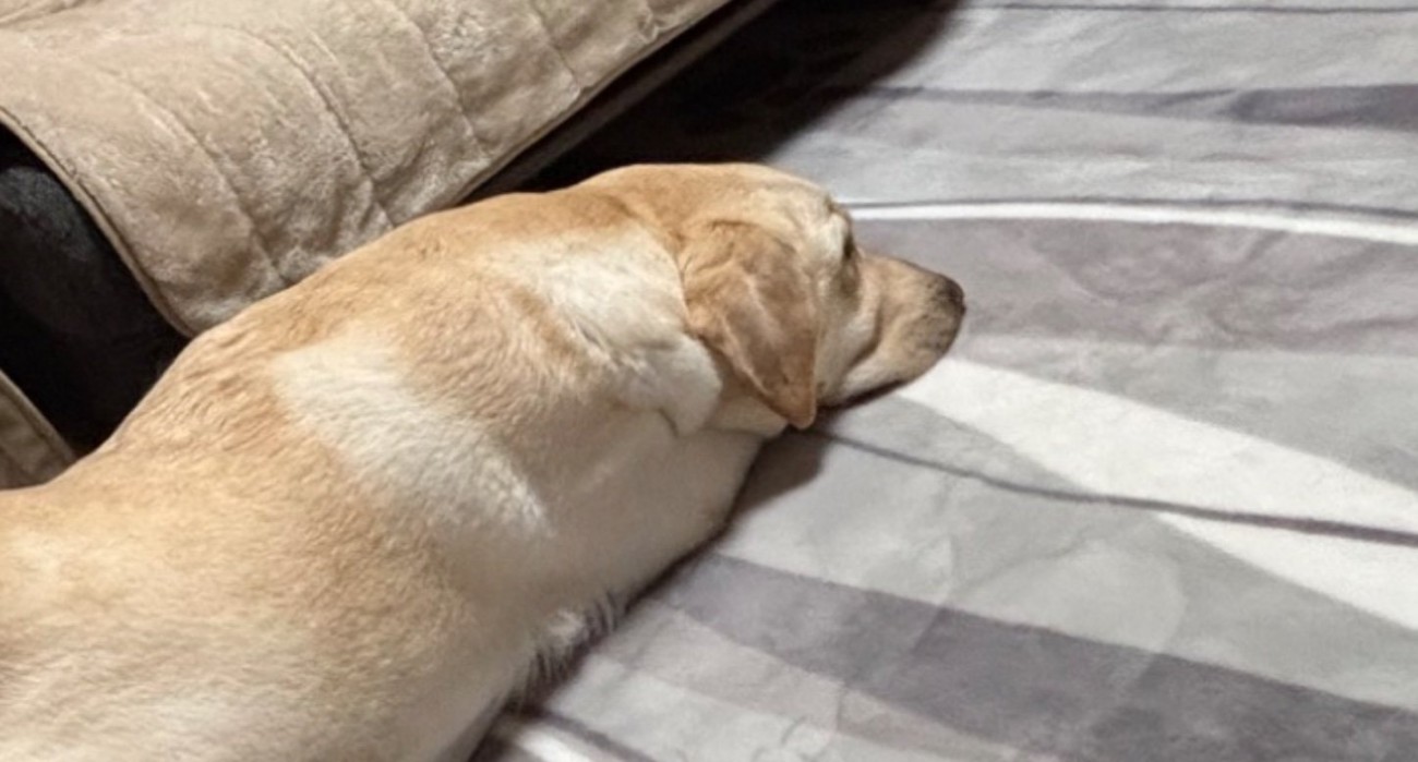 ソファから滑り落ちる犬4