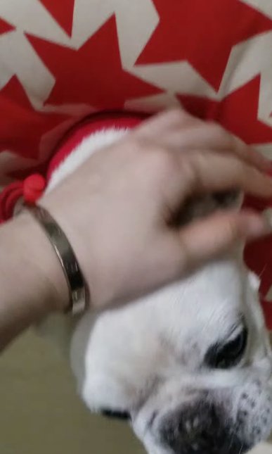 ブレているフレンチブルドッグの写真