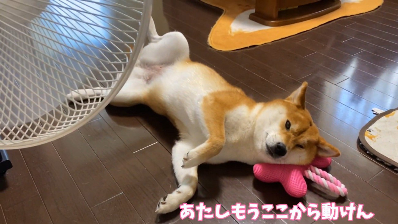 まるで人間のよう！