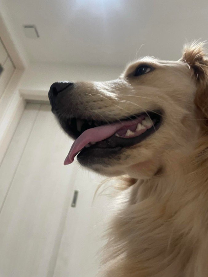 可愛くて憎めません！