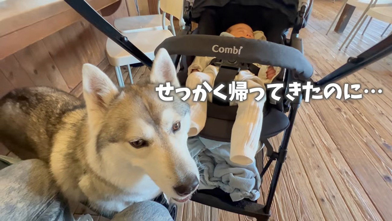 帰ってきたいちみちゃん