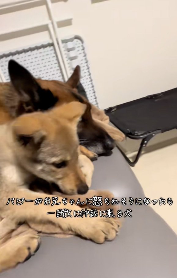 DAZくんの隣に来た子犬