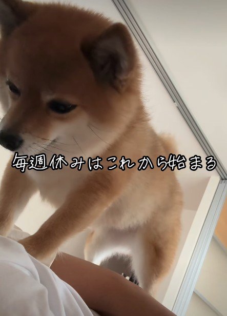 愛犬のあずきちゃん♡
