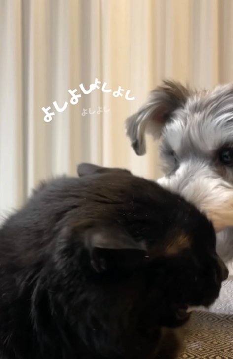 猫を撫でる小型犬