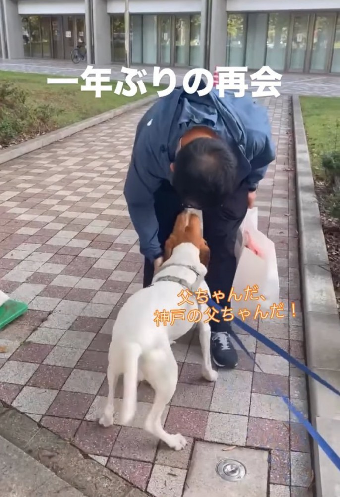 足元に擦り寄る犬