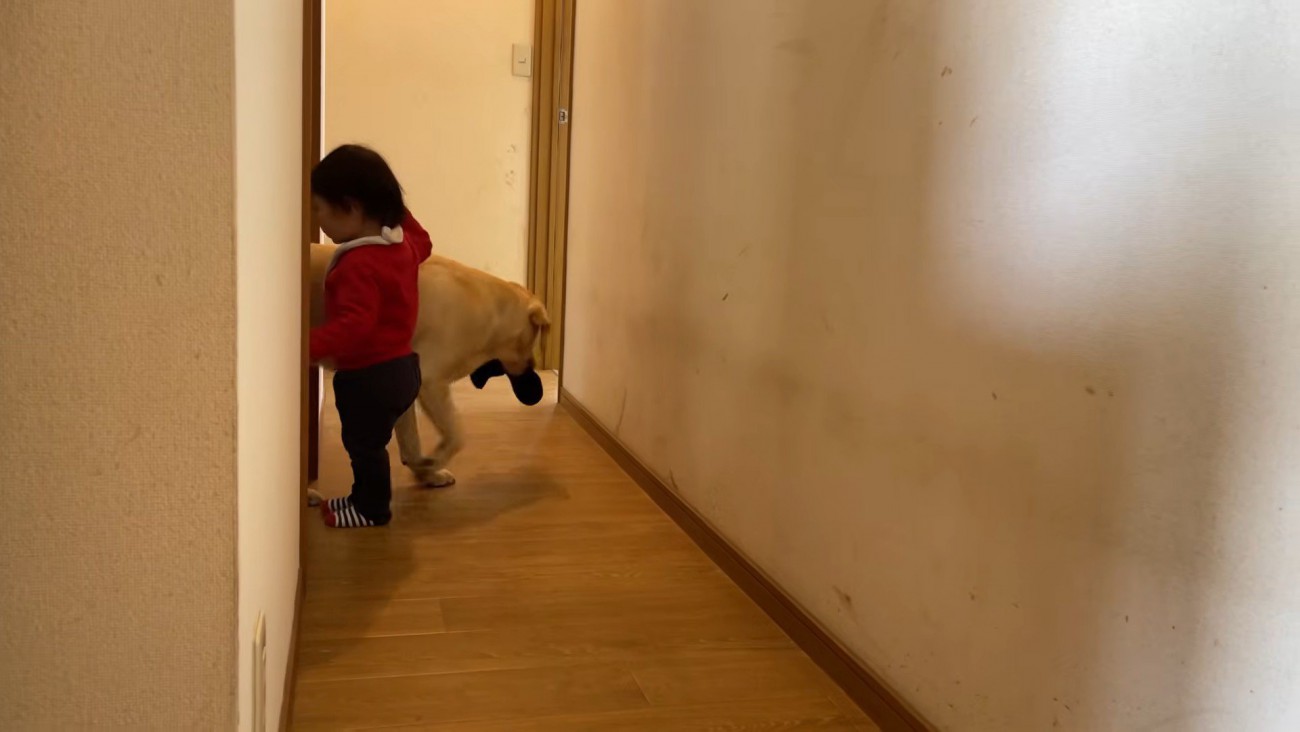 ゴンちゃんが靴下を盗みました！