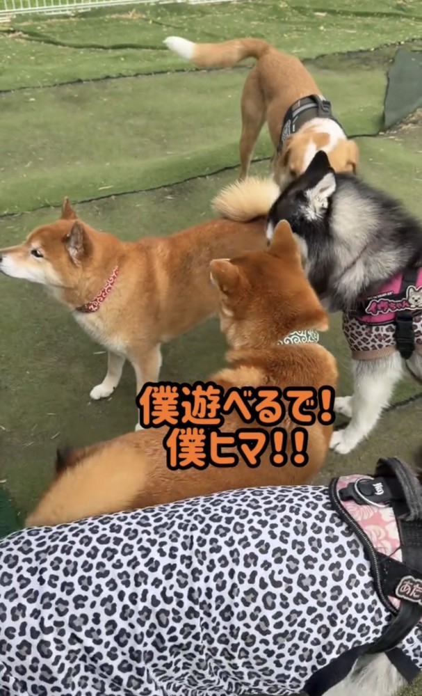 犬たちに囲まれる柴犬