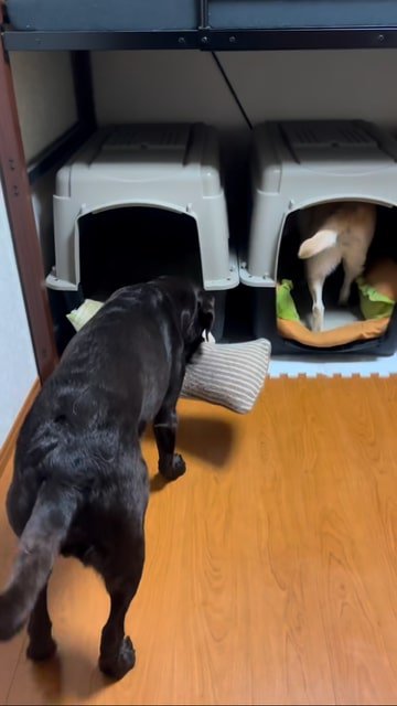 クッションを咥えている黒いラブラドルレトリバー