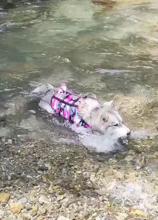 初めての川もへっちゃら！