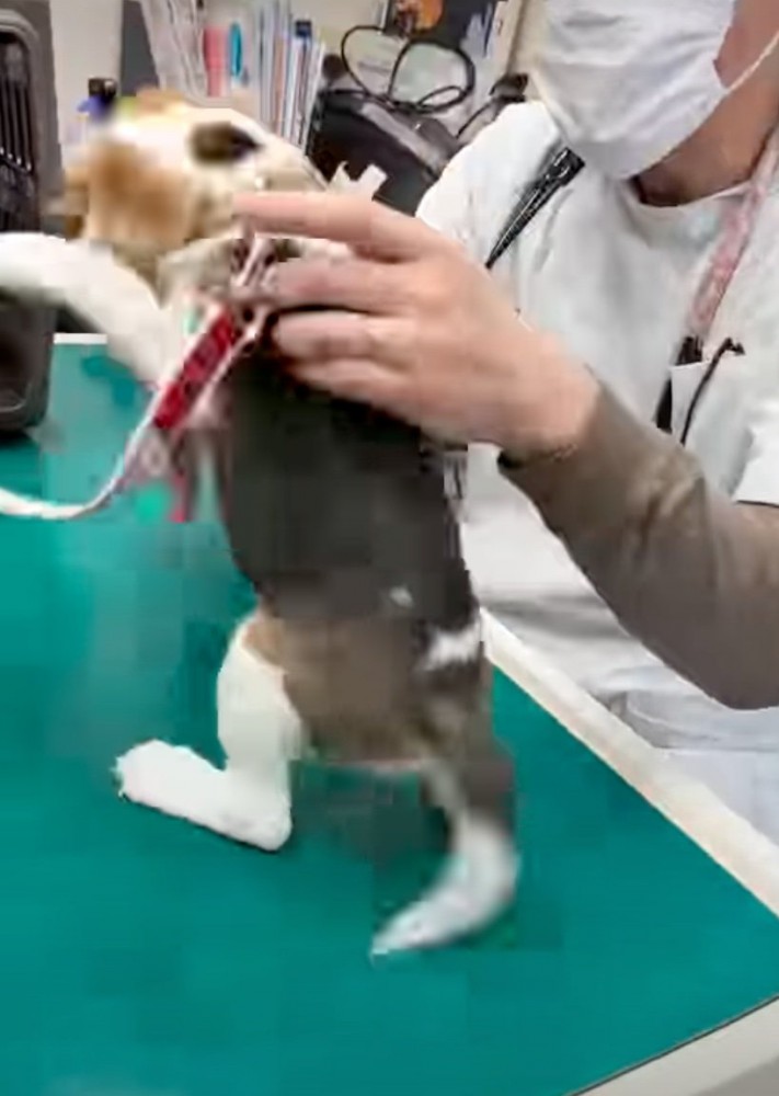 暴れる犬