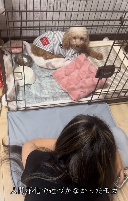 ケージの隅にいるモカちゃん