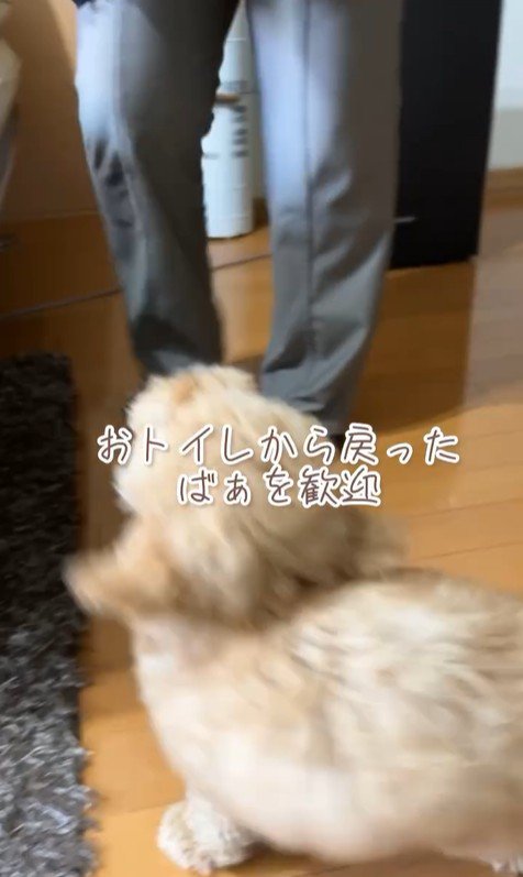 ちゃこたろう君と祖父母の初対面9