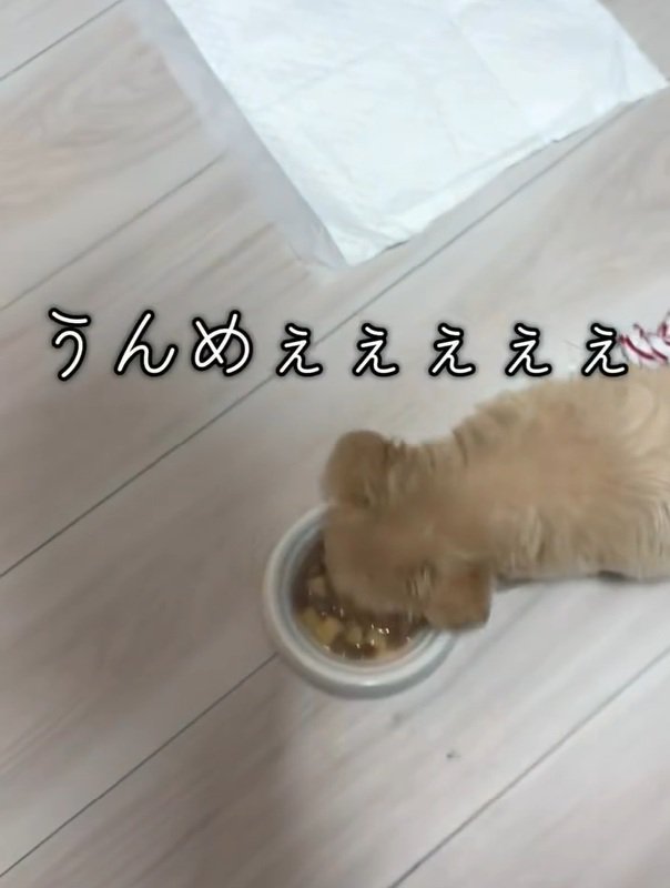 ごはんを食べ始めるきびちゃん