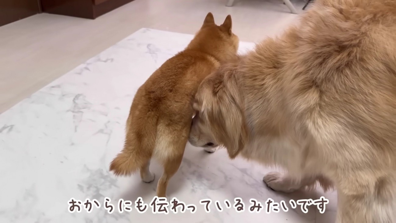 おからちゃんも心配そう