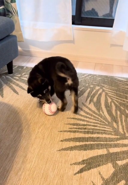 ボールで遊ぶもずくくん