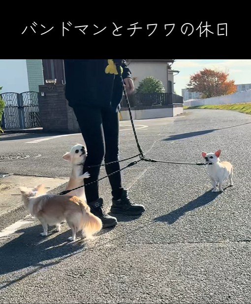 チワワ3匹とお散歩