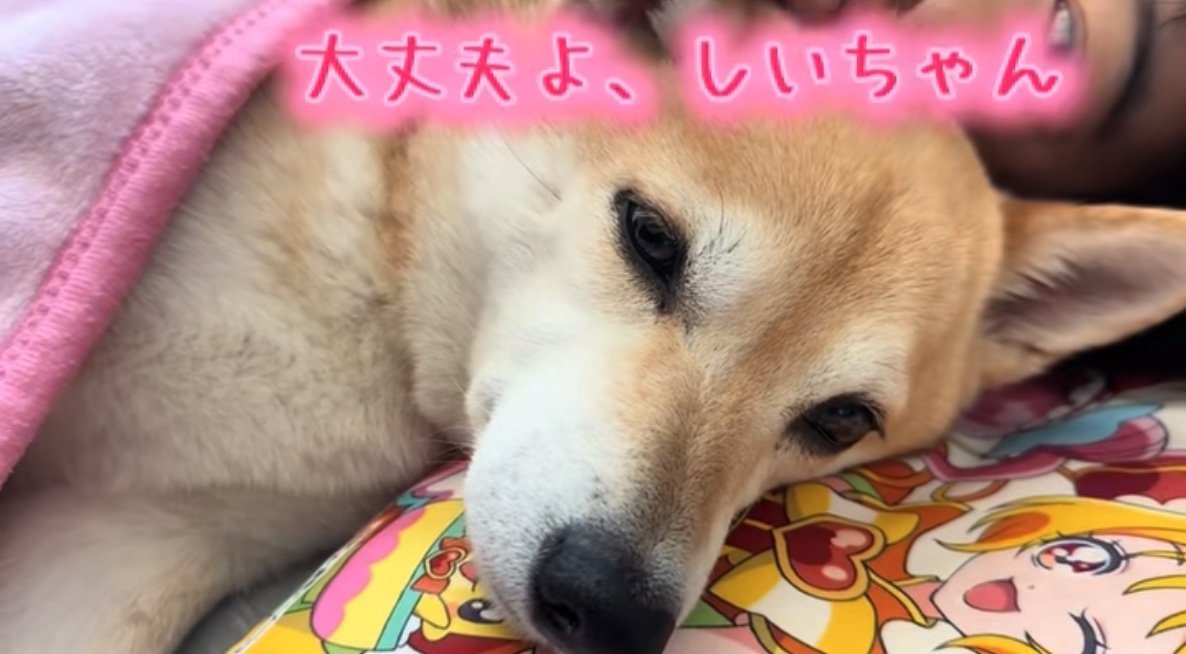 毛布にくるまる柴犬