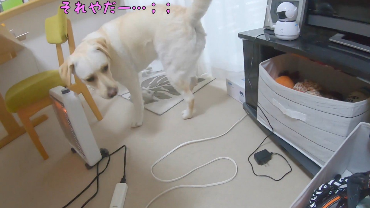 ハーネスが嫌で逃げてしまいました