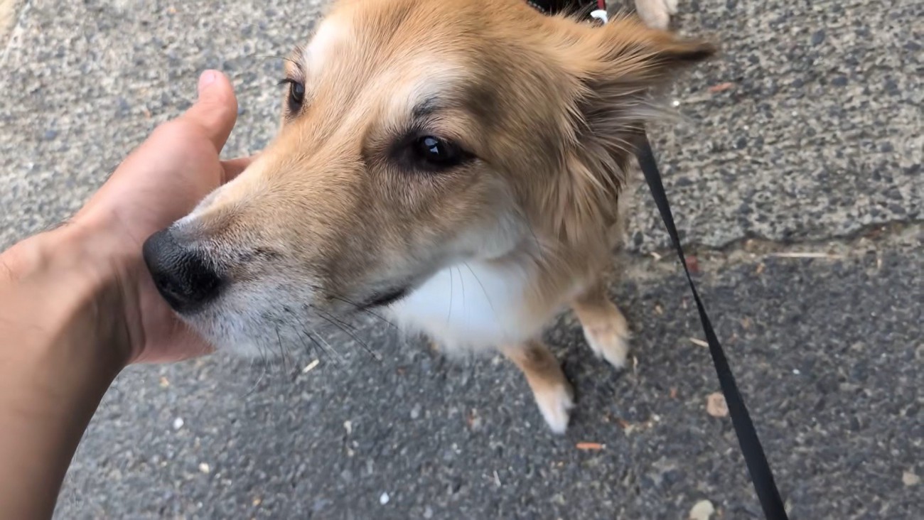 外で待機中のもかちゃん
