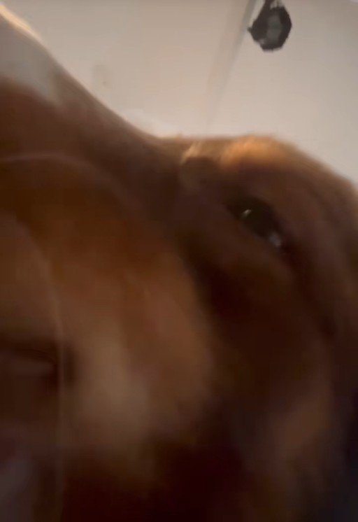 飼い主さんを起こすコロくん10