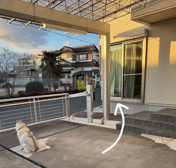 お散歩中は猫のものに！
