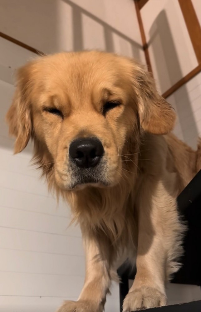 目を瞑るゴールデンレトリバー